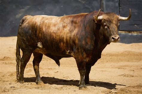 Sorteados Los De Garcigrande Para La D Cima De Abono En Sevilla