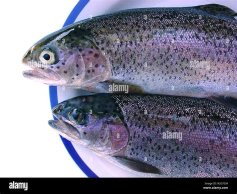 fischessen  res stock photography  images alamy