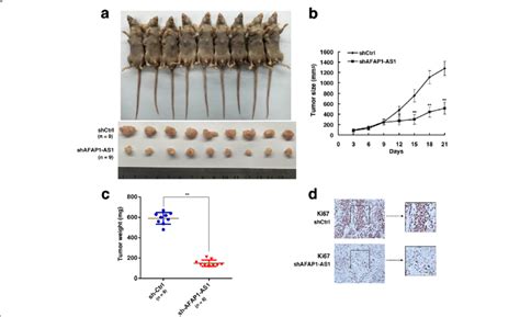 Afap1 As1 Regulates Cell Growth In Vivo A Empty Vector Or Sh Afap1 As1