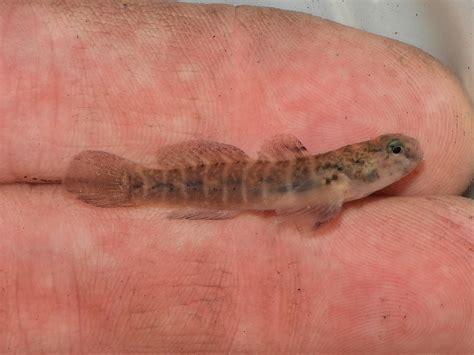 Maryland Biodiversity Project Naked Goby Gobiosoma Bosc