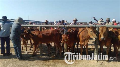 Jelang Hari Raya Idul Adha Harga Sapi Kurban Di Sampang Madura Naik