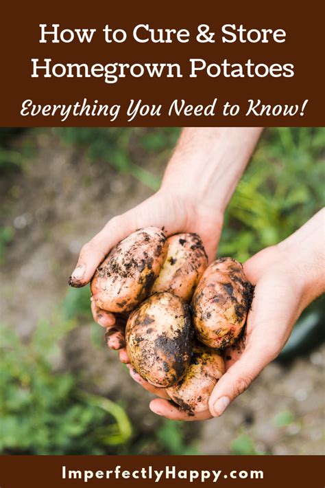 How To Prepare Garden Potatoes For Long Term Storage Home Vegetable