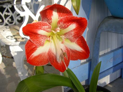 Fotos Gratis Flor Rojo Martinica Amarilis Planta Floreciendo