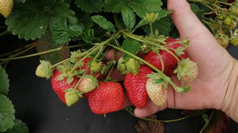 Сорт Крапо 10 Iв Ягодном миксе D 20200728 134842 - YouTube