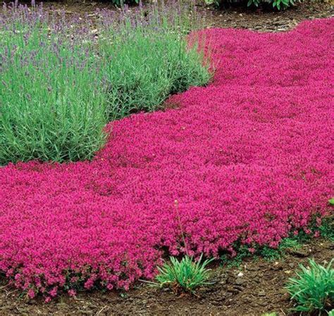 Magic Carpet Creeping Thyme Ornamental Groundcover Thymus Serpyllum