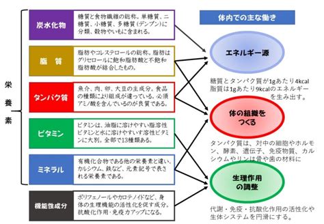 五大栄養素の働きについて図で表し、その役割について説明します。 健康への一歩