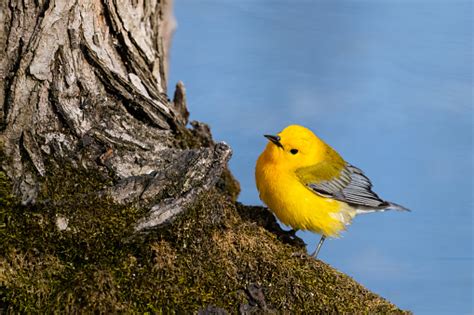 Prothonotary Warbler In Its Natural Habitat Stock Photo - Download Image Now - Bird, Canada ...