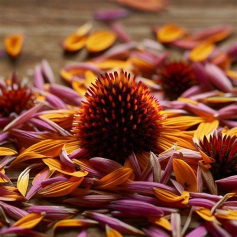 Harvesting Coneflower Seeds: From Garden to Storage - Peaceful Patch ...