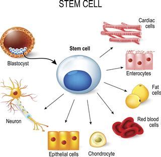 The Little-known Advantages and Disadvantages of Stem Cell Research - Biology Wise