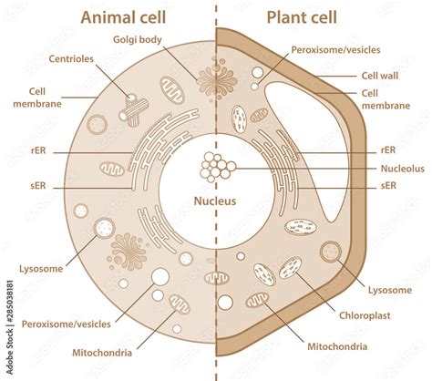 Cell Wall Drawing