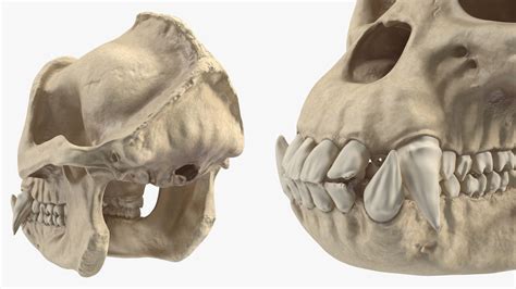 Gorilla Skull 3d Model 49 3ds Blend C4d Fbx Max Ma Lxo Obj