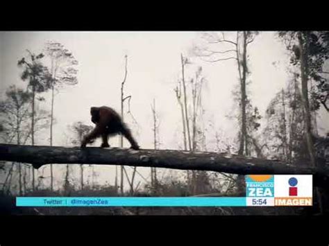 Orangután se enfrenta a una máquina para evitar que su hábitat sea