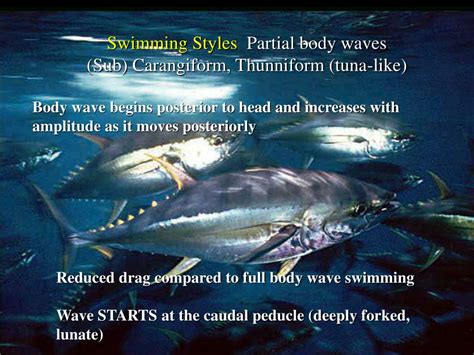 Ppt Functional Morphology Locomotion And Feeding Chapter 8 Helfman