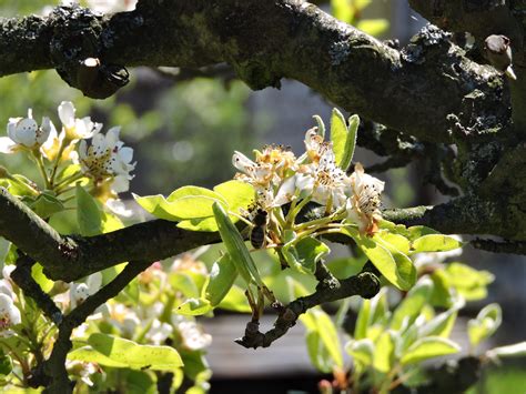 Free Images Nature Branch Blossom Fruit Leaf Flower Food