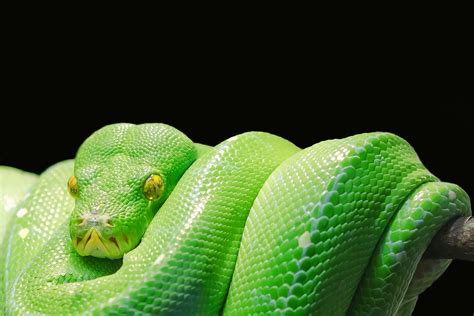 green tree python python tree python green tree 4k HD Wallpaper