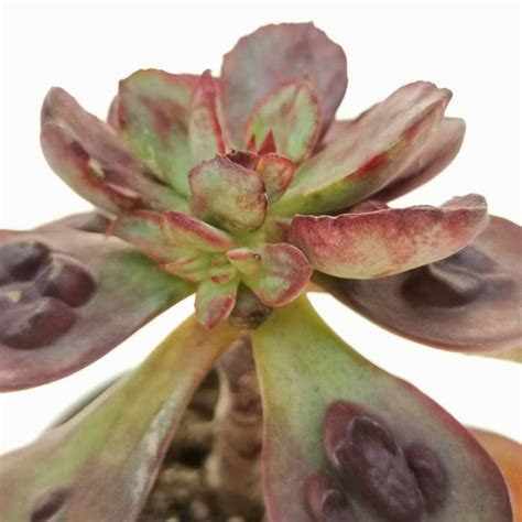 Echeveria Nodulosa Maruba Benitsukasa Cm Crassulaceae