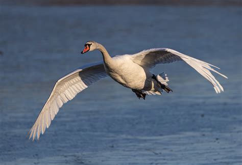 Incoming Mute Swan Coming In To Land From The Archives