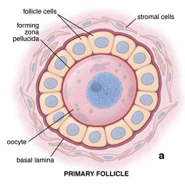 FOLLICULAR PHASE Flashcards | Quizlet