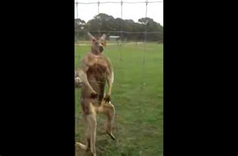 A kangaroo shows off its muscles.