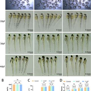 Representative Pictures Of Zebrafish Embryos Or Larvae At Dpf And