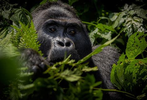 Primates Uganda Adventure Safari