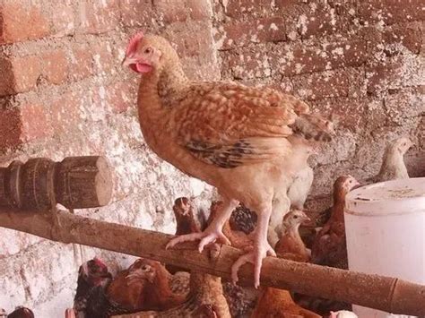 Kadaknath Chicks Brown Hen Chicks Service Provider From Mahoba