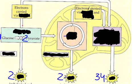 Ap Bio Cellular Respiration Diagram Quizlet