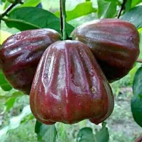 Jual Bibit Jambu Air King Rose Kualitas Terbaik Murah Bergaransi