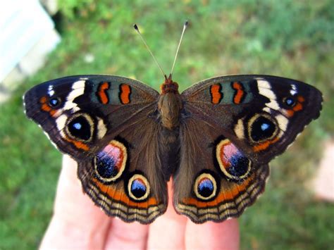 Insect Photography Buckeye Butterfly Butterfly Species Beautiful