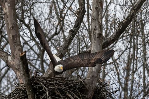 Love Is In The Air Bald Eagles Nesting In Cuyahoga Valley National