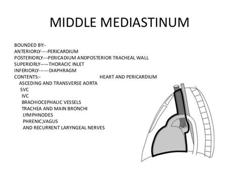 Mediastinal Anatomy Classification Of Mediastinal Masses Ans Its Loc