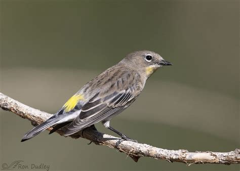 More Yellow Rumped Warblers Feathered Photography