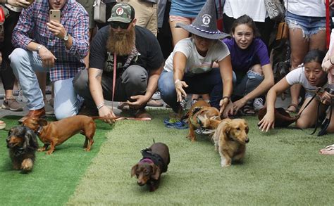 Oktoberfest Wiener Dog Races