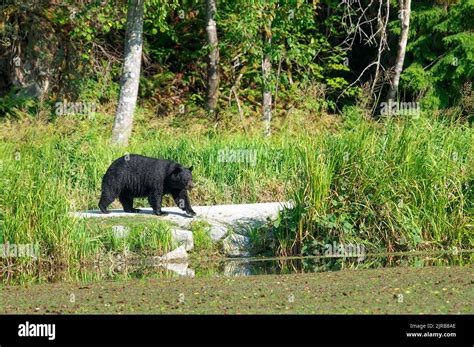 American Black Bear Ursus Americanus Wet From A Swim Walks Along A