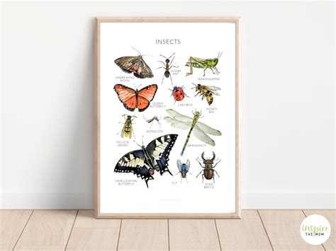 Insect Poster, Educational Poster, School Art, Charlotte Mason ...