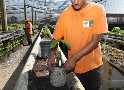 Natureza Presos Plantam Mudas E Trabalham Reflorestamento Em Sp E