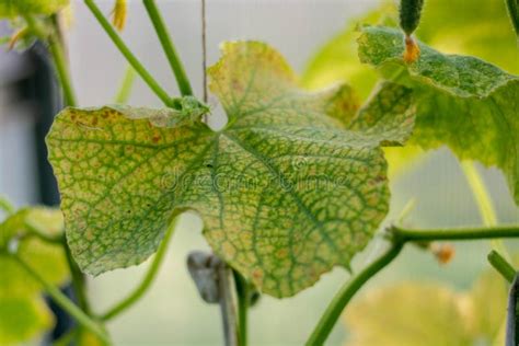 Las Hojas De Pepino Se Ven Afectadas Por El Moho En Polvo Enfermedad