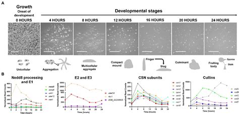 Frontiers The Cellular And Developmental Roles Of Cullins