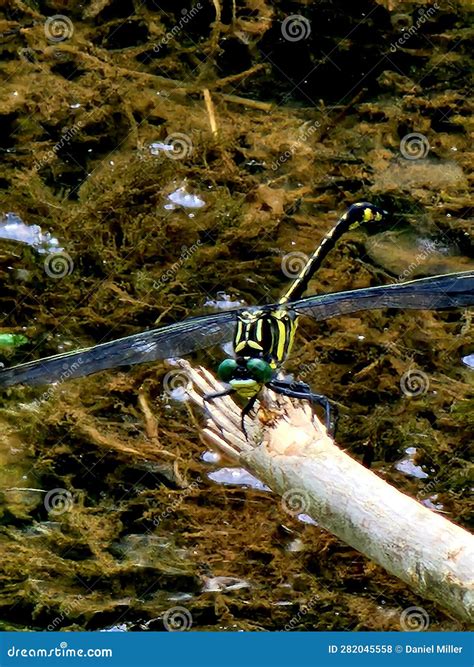 Golden Ring Dragonfly Nature Art Stock Photo Image Of Nature