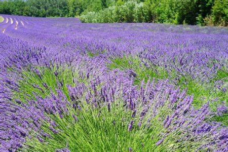 Fiori Di Campo O Selvatici Quali Usare In Giardino E Come Coltivarli