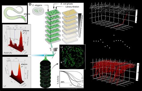 C Elegans Laser Scanning Cytometry Qhts A Area X Y Intensity Z Download Scientific