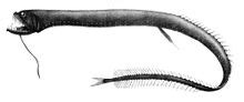 Idiacanthus - Wikipedia