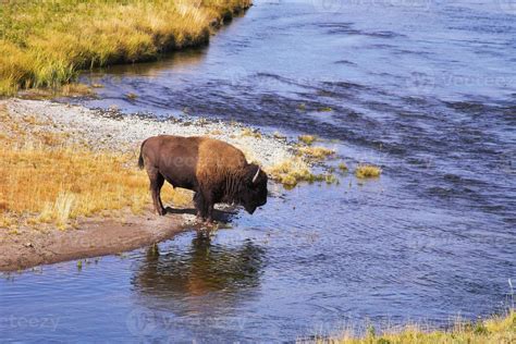 The bison drinks water 939213 Stock Photo at Vecteezy