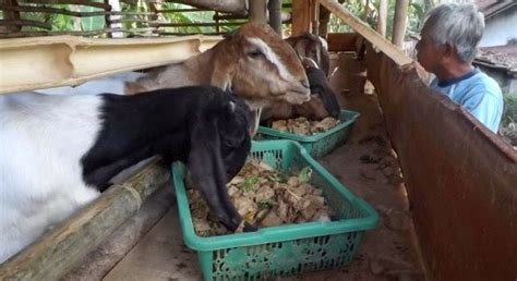 Cara Membuat Pakan Fermentasi Untuk Kambing Dan Domba Gembel