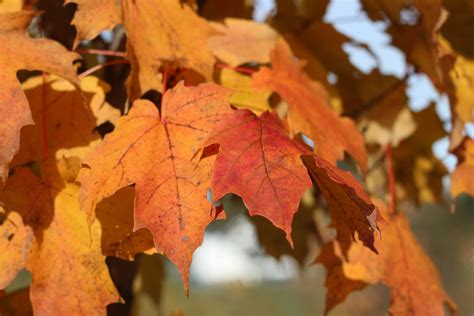 Fotos gratis naturaleza rama follaje naranja temporada árbol de