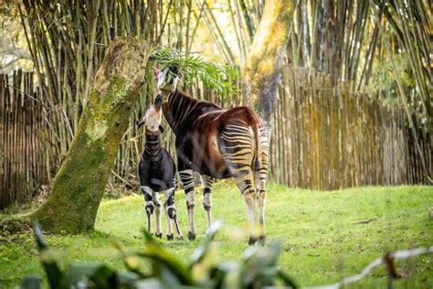 Disneys Animal Kingdom Accueille Un Petit Okapi Disneyphile