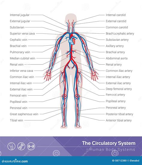 El Sistema Circulatorio Ilustraci N Del Vector Imagen