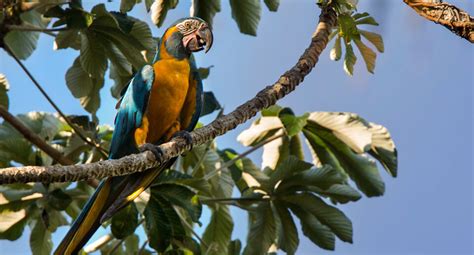 Blue-throated Macaw | American Bird Conservancy