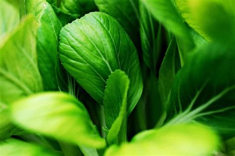 How To Grow Bok Choy From Seed To Harvest Check How This Guide Helps