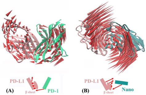 Ijms Free Full Text Pd L Nanobody Competitively Inhibits The